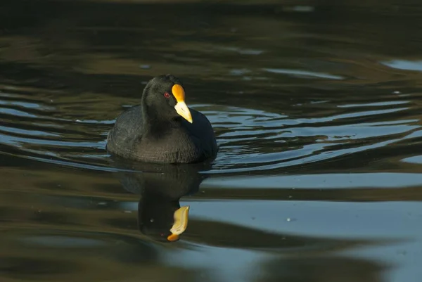 Pionowe Zbliżenie Ujęcia Pięknej Czarnej Kaczki Pływającej Czystej Wodzie — Zdjęcie stockowe