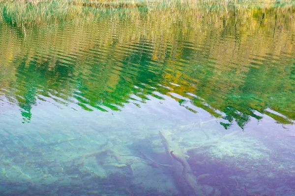 Återspeglingen Träd Det Rena Vattnet Plitvicesjön Kroatien Täckt Med Solljus — Stockfoto