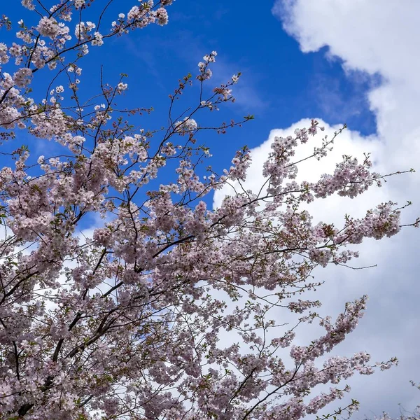 Floraison Printanière Ciel Bleu Avec Nuages Avril — Photo
