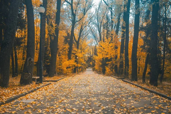 Uma Bela Paisagem Uma Floresta Outono Com Uma Estrada Folhas — Fotografia de Stock