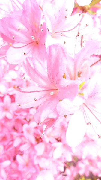 Closeup Selective Focus Shot Beautiful Pink Alstroemeria Flowering Plants Growing — Stock Photo, Image