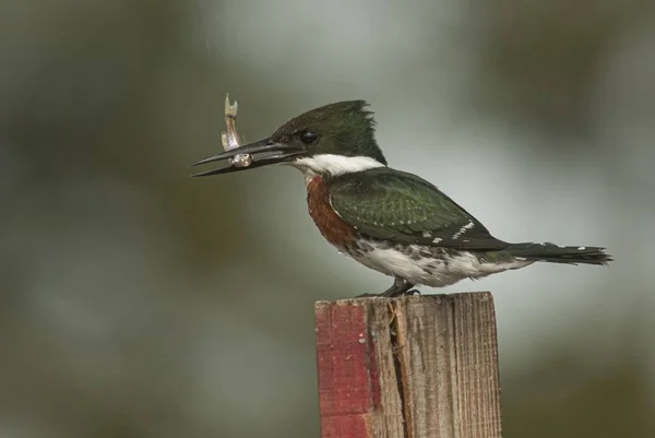 Gros Plan Magnifique Oiseau Martin Pêcheur Ceinturé Assis Sur Morceau — Photo