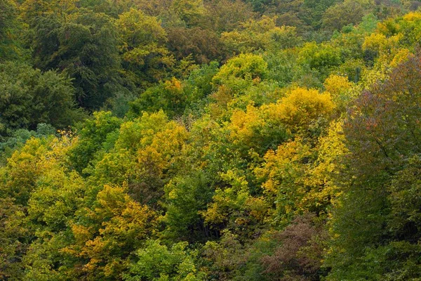Στιγμιότυπο Υψηλής Γωνίας Από Φθινόπωρο Στο Δάσος Του Βουνού Μεντβέντνιτσα — Φωτογραφία Αρχείου
