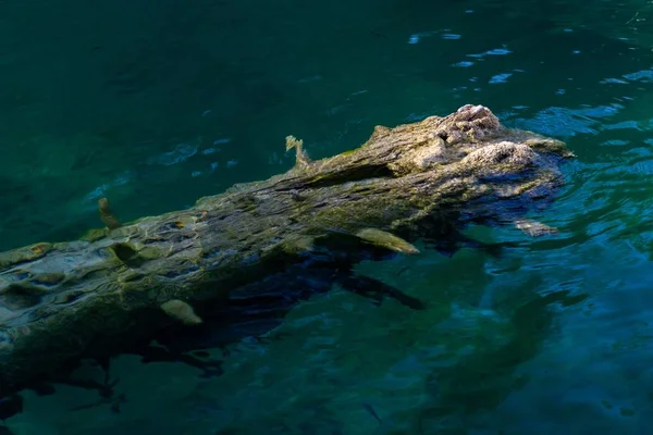 Wysokie Ujęcie Zbliżeniowe Formacji Skalnej Turkusowej Wodzie Jeziora Plitvice Chorwacji — Zdjęcie stockowe