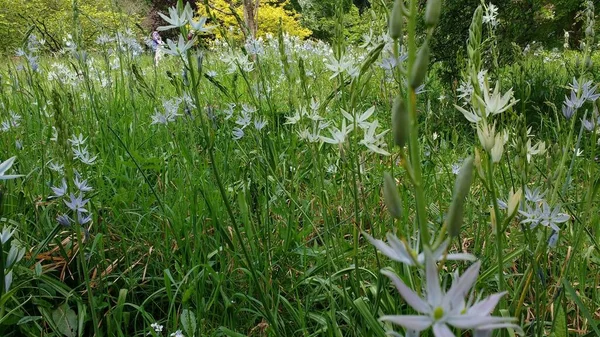 Uma Bela Foto Close Uma Floresta Verde Cheia Diferentes Tipos — Fotografia de Stock