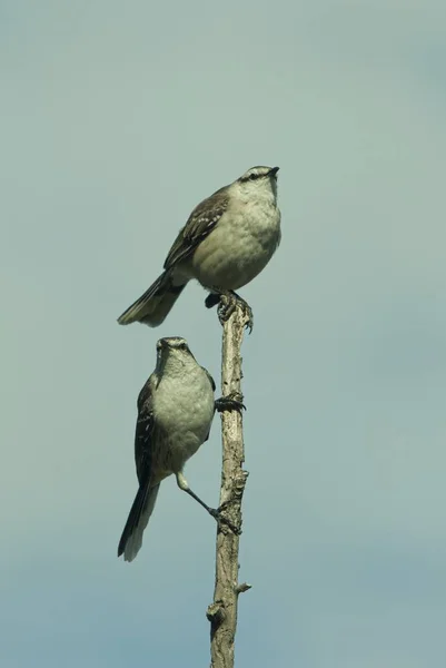 Vertical Isolated Shot Two Brown Headed Cowbirds Sitting Wooden Stick — Stock Photo, Image