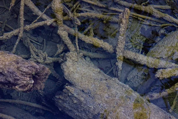 Primer Plano Los Bosques Musgosos Agua Clara Plitvice Croacia — Foto de Stock