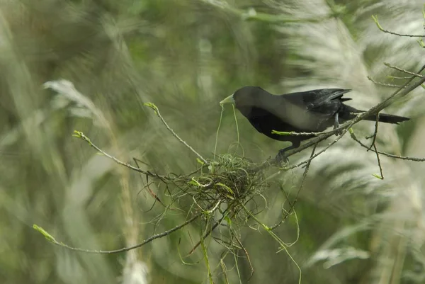 Eine Vertikale Nahaufnahme Einer Schönen Amerikanischen Krähe Einer Natürlichen Umgebung — Stockfoto