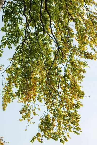 Plano Vertical Bajo Ángulo Las Ramas Árbol Con Hojas Otoño — Foto de Stock