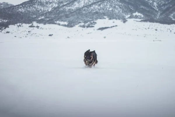 Ein Laufender Schäferhund Einer Verschneiten Gegend Umgeben Von Hohen Felsigen — Stockfoto