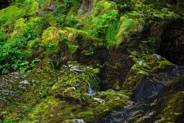 Primer Plano Del Musgo Que Cubre Las Rocas Capturadas Municipio —  Fotos de Stock