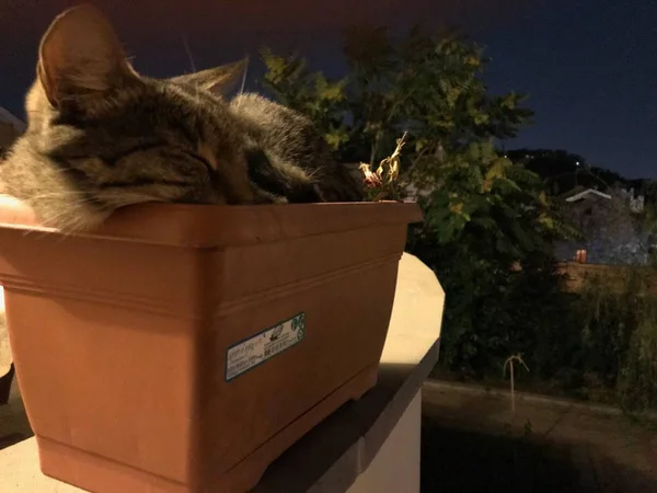 Söt Kattunge Sover Plastkruka Balkongen Natten — Stockfoto