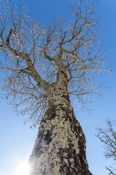 Pionowe Ujęcie Niskiego Kąta Wielkiego Gołego Drzewa Pokrytego Mchem Pod — Zdjęcie stockowe