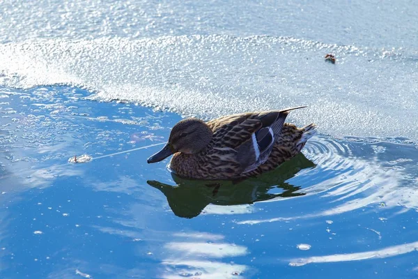 Beautiful Duck Swimming Cold Lake Snow Covered Shore Winter — Stock Photo, Image