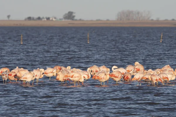 Rebanho Belos Flamingos Água Lago Ótimo Para Artigo Sobre Animais — Fotografia de Stock