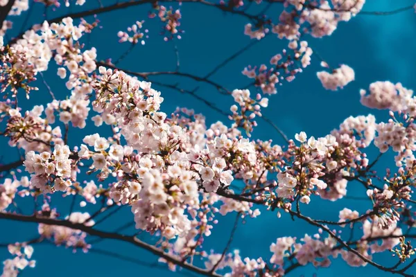 背景に青空のあるピンクの桜の花のクローズアップ 自然の背景のために素晴らしい — ストック写真