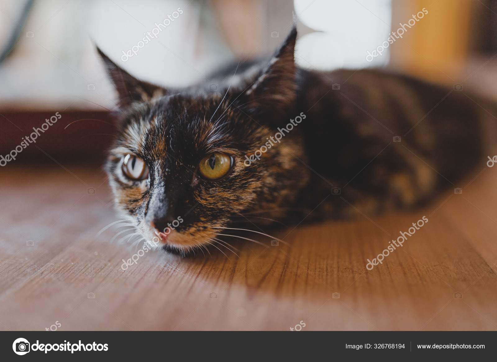Niedliches Braunes Katzchen Das Auf Einer Holzoberflache Liegt Und Sich Vor Verschwommenem Hintergrund Entspannt Stockfotografie Lizenzfreie Fotos C Wirestock 326768194 Depositphotos