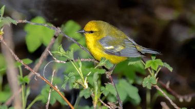 Blue Winged Warbler (Vermivora cyanoptera) shot off the Boardwalk during Spring migration at Magee Marsh Wildlife Area in Oak Harbor, Oh clipart