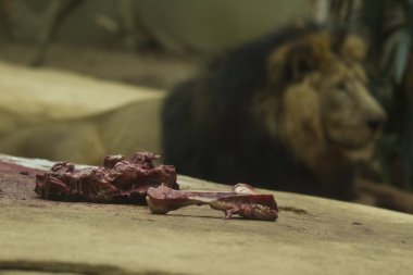 A closeup shot of meats and bones on a rock with a blurred lion in the background clipart