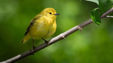 Yellow warbler (Setophaga petechia) shot off the Boardwalk during Spring migration at Magee Marsh Wildlife Area in Oak Harbor, Oh clipart