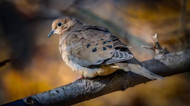 Mourning Dove perched on a branch during Golden hour clipart