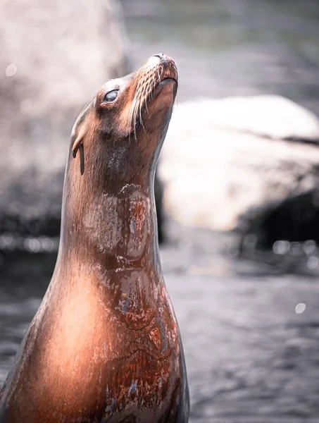 一只可爱的加利福尼亚海狮抬起头来的垂直镜头 — 图库照片