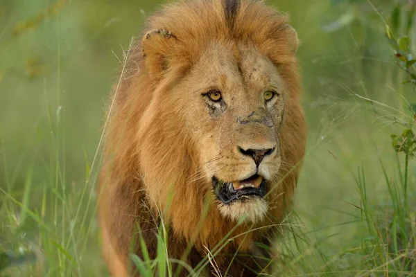 Hermoso León Rugiendo Medio Del Campo Cubierto Hierba — Foto de Stock