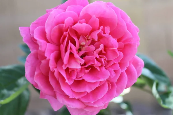 Różowa piwonia z kręconymi kwiatami i zielonymi liśćmi z rozmytym tłem — Zdjęcie stockowe