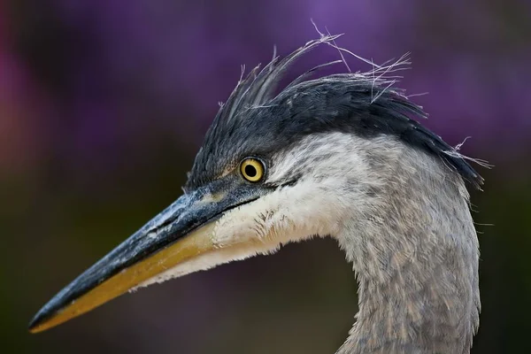 Close-up tiro de uma grande garça azul em um fundo borrado — Fotografia de Stock