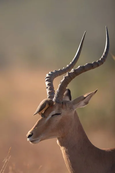 Plan Vertical Sélectif Oiseau Assis Sur Tête Une Gazelle — Photo