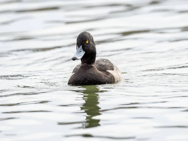 Schwarz-weiße Ente mit ausdrucksstarken Augen, die im See hängen und seine Umgebung beobachten — Stockfoto