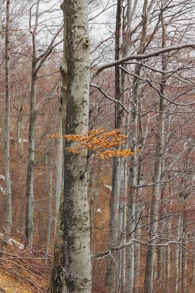 Фото ветки дерева с листьями в лесу осенью на горе Медведница в Загребе — стоковое фото