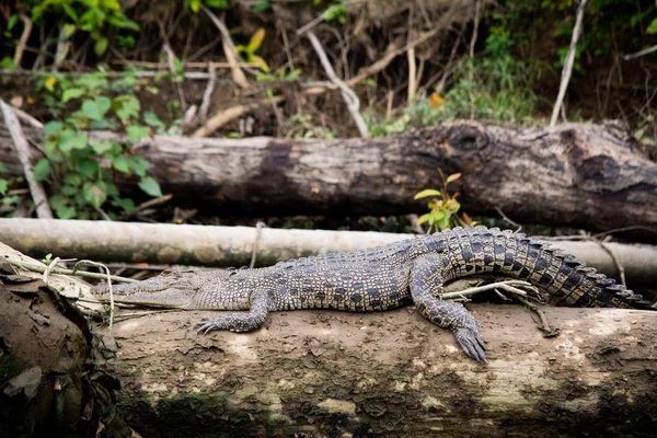 Большой Американский Крокодил Узорчатой Кожей Ползающий Большому Дереву Окружении Зелени — стоковое фото