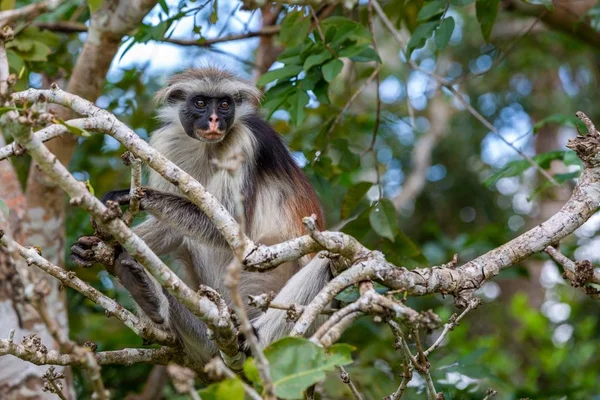 Een Grijze Bruine Colobine Een Boom Een Jungle Met Een — Stockfoto