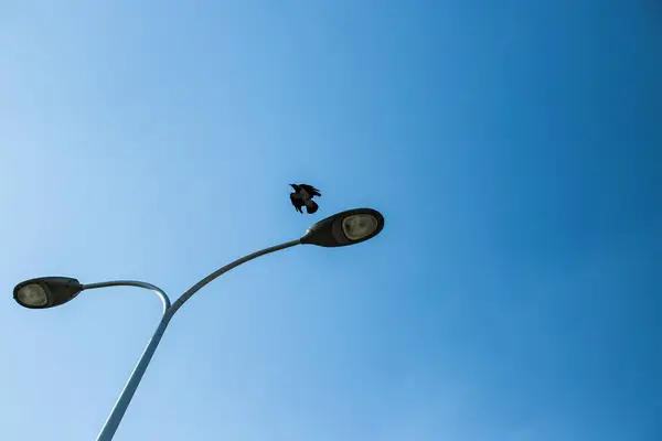 낮은 각도 거리의 빛을 촬영하고 새 가 맑은 푸른 하늘 아래 그 위를 비행 — 스톡 사진