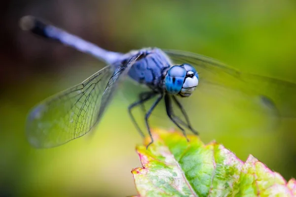 Uma Fotografia Macro Inseto Asa Azul Uma Planta Verde Com — Fotografia de Stock