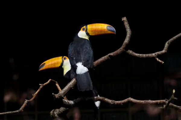 Tiro Foco Seletivo Tucanos Galho Árvore Com Fundo Preto — Fotografia de Stock