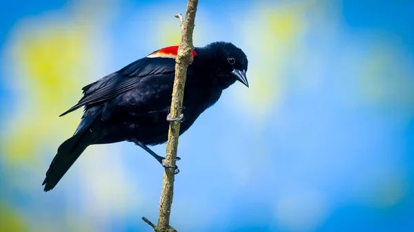 Rotflügelamsel Agelaius Phoeniceus Schoss Während Der Frühjahrswanderung Magee Sumpfgebiet Eichenhafen — Stockfoto