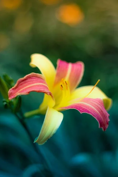 Szoros kép egy rózsaszín és sárga levelek és egy kék homályos háttér liliom — Stock Fotó