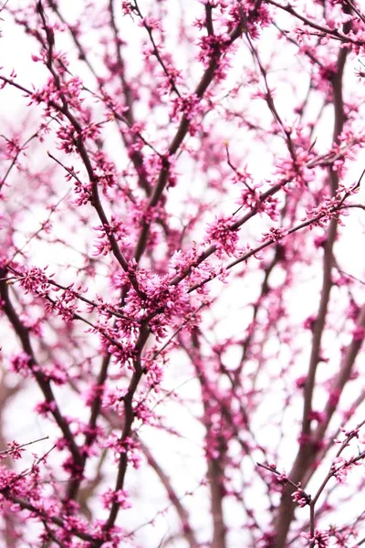 Крупним планом красиві фіолетові паростки на гілках дерева на початку весни в саду — стокове фото