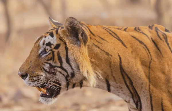 Closeup tiro de um tigre perigoso selvagem à procura de presas com a boca aberta — Fotografia de Stock