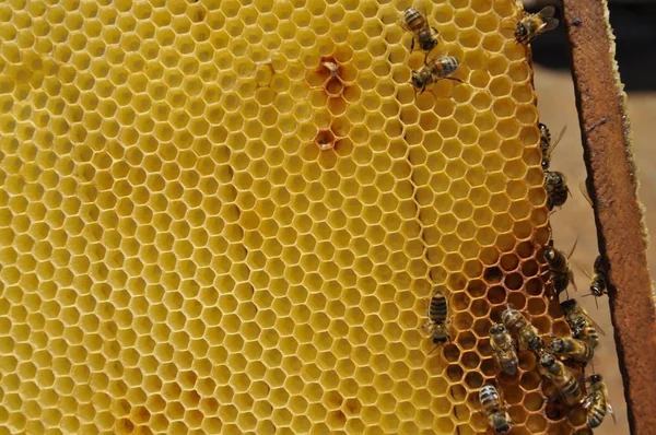 Gros plan sélectif d'un groupe d'abeilles qui travaillent dur sur un délicieux nid d'abeilles — Photo