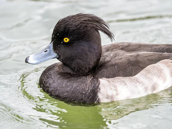 Beau canard Grand Fuligule mignon avec des yeux expressifs au milieu du lac — Photo