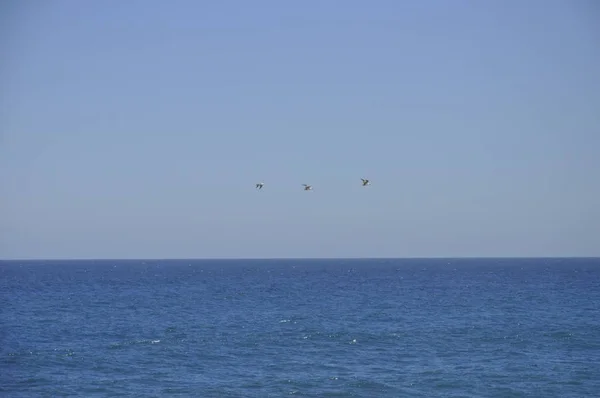 Bellissimo colpo di uccelli che volano liberamente sopra l'oceano blu calmo sotto il cielo limpido — Foto Stock
