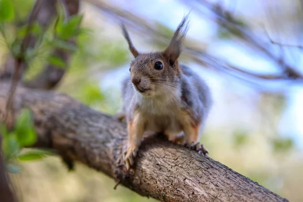 Closeup Squirrel Tree Branch Surrounded Greenery Blurry Background — ストック写真