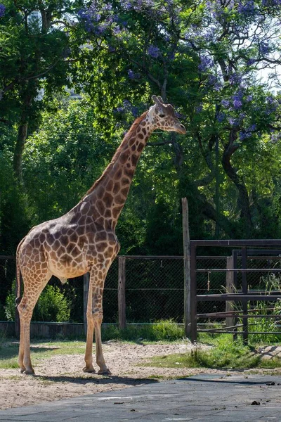 Plan vertical d'une jolie girafe debout sous les arbres à l'intérieur de la clôture — Photo