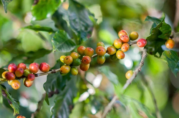 Captura selectiva del foco de fruta colorida deliciosa que crece en un árbol —  Fotos de Stock