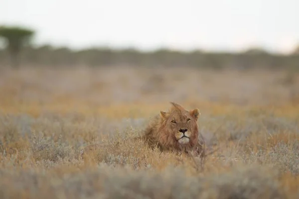 Вибірковий знімок фокусу голови лева, що виривається з трав'янистого поля — стокове фото