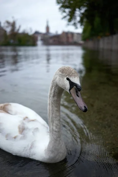 Colpo Verticale Cigno Bianco Sporco Che Nuota Lago — Foto Stock