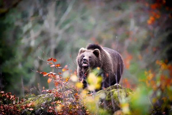 Uma Imagem Urso Marrom Andando Floresta Baviera Cercado Por Folhas — Fotografia de Stock